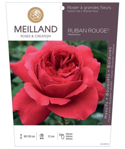 Rosier à grandes fleurs RUBAN ROUGE ® Meiprehmyr