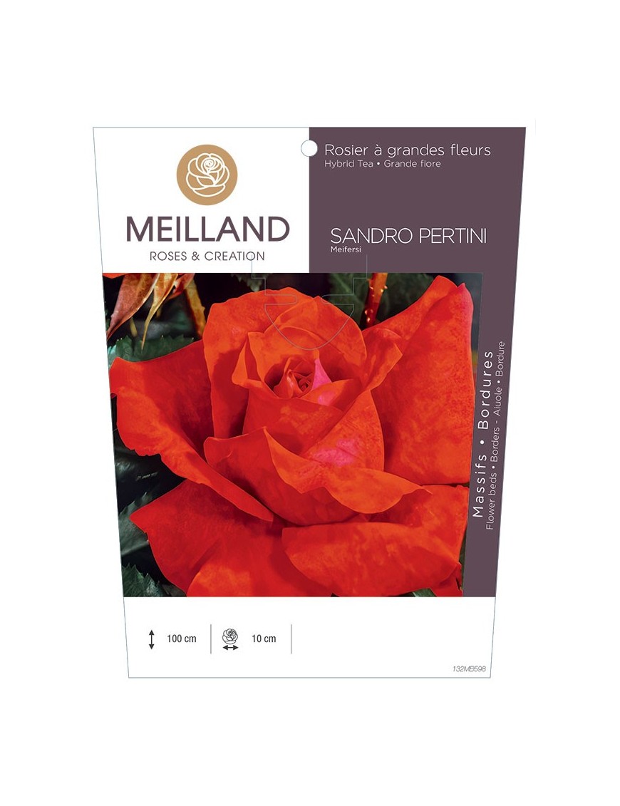 Rosier à grandes fleurs SANDRO PERTINI Meifersi