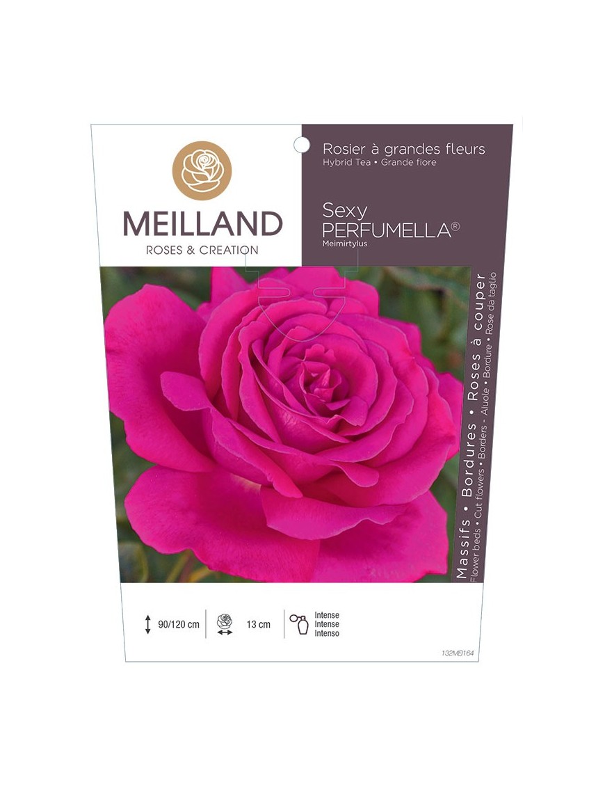 Rosier à grandes fleurs SEXY PERFUMELLA ® Meimirtylus