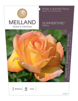 Rosier à grandes fleurs SUMMERTIME® Meipiokou