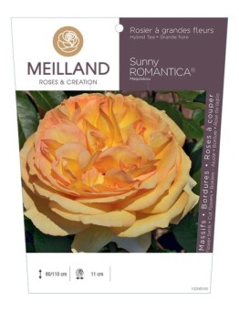 Rosier à grandes fleurs SUNNY ROMANTICA ® Meipiokou