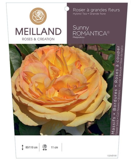 Rosier à grandes fleurs SUNNY ROMANTICA ® Meipiokou