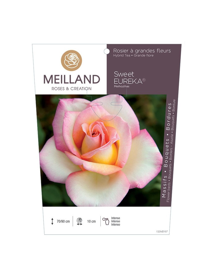 Rosier à grandes fleurs SWEET EUREKA ® Meihozihas