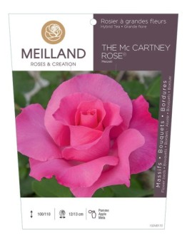Rosier à grandes fleurs THE MC CARTNEY ROSE ® Meizeli
