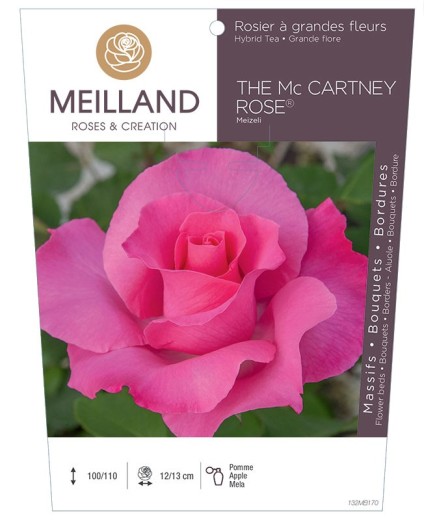 Rosier à grandes fleurs THE MC CARTNEY ROSE ® Meizeli