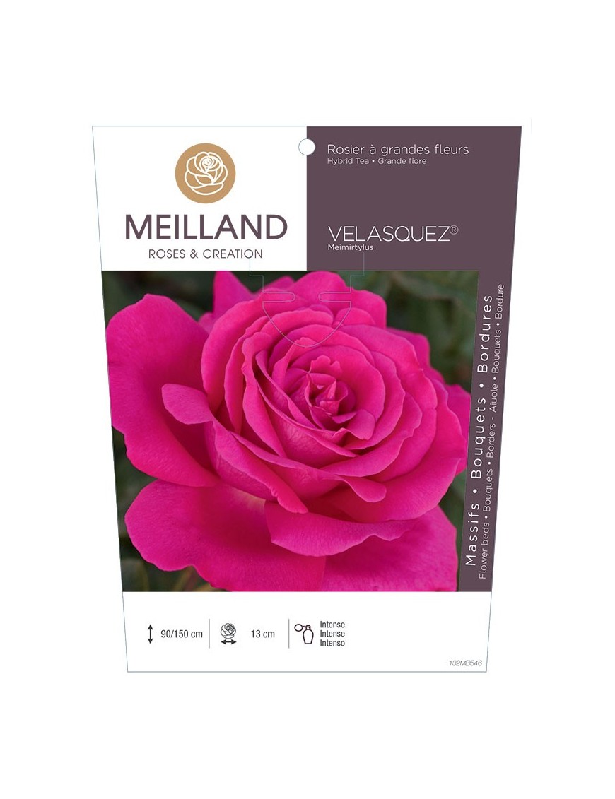 Rosier à grandes fleurs VELASQUEZ ® Meimirtylus