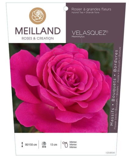 Rosier à grandes fleurs VELASQUEZ ® Meimirtylus