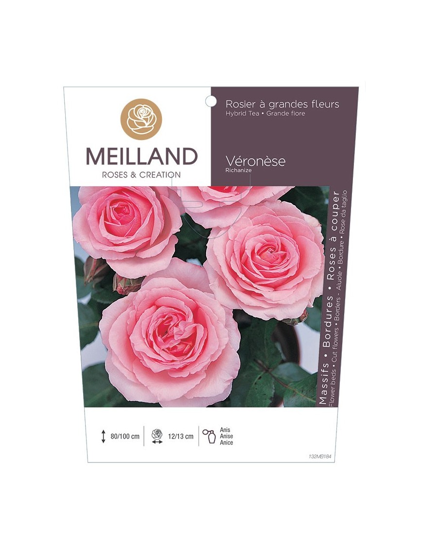 Rosier à grandes fleurs VERONESE ® Richanize *