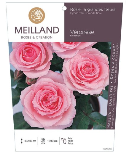 Rosier à grandes fleurs VERONESE ® Richanize *
