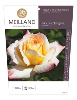 Rosier à grandes fleurs VIOLON D'INGRES ® Meibosnio