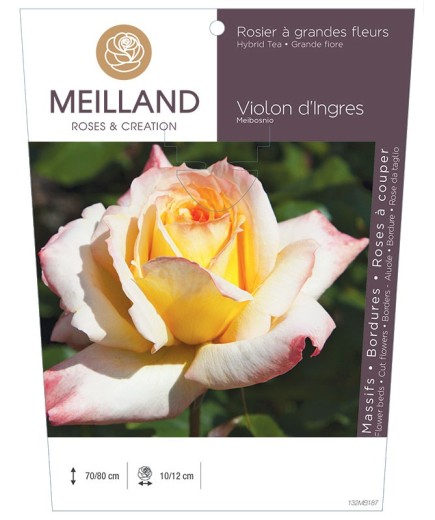 Rosier à grandes fleurs VIOLON D'INGRES ® Meibosnio