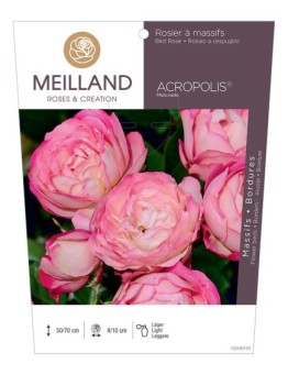 Rosier à massifs ACROPOLIS ® Meicrado