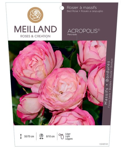 Rosier à massifs ACROPOLIS ® Meicrado
