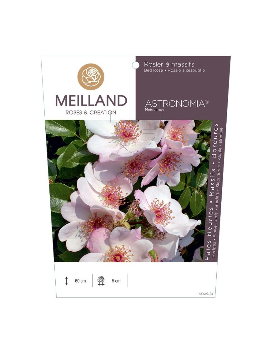 Rosier à massifs ASTRONOMIA ® Meiguimov