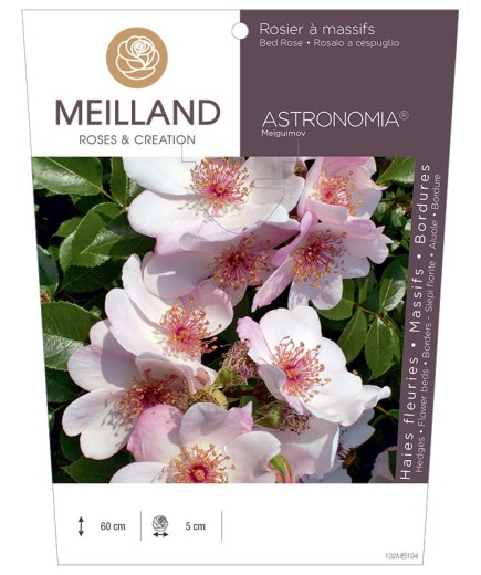 Rosier à massifs ASTRONOMIA ® Meiguimov