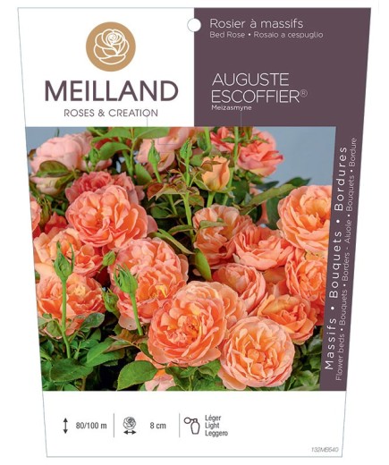 Rosier à massifs AUGUSTE ESCOFFIER ® Meizasmyne