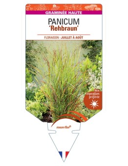PANICUM (virgatum) Rehbraun