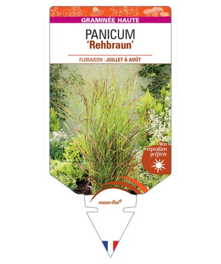 PANICUM (virgatum) Rehbraun