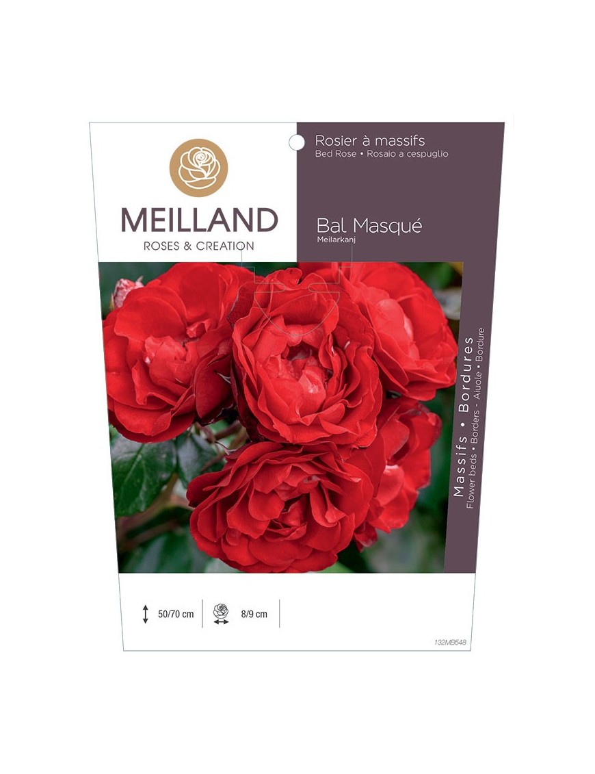 Rosier à massifs BAL MASQUE ® Meilarkang