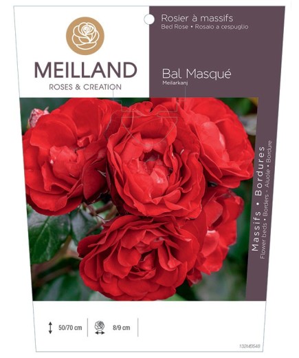 Rosier à massifs BAL MASQUE ® Meilarkang