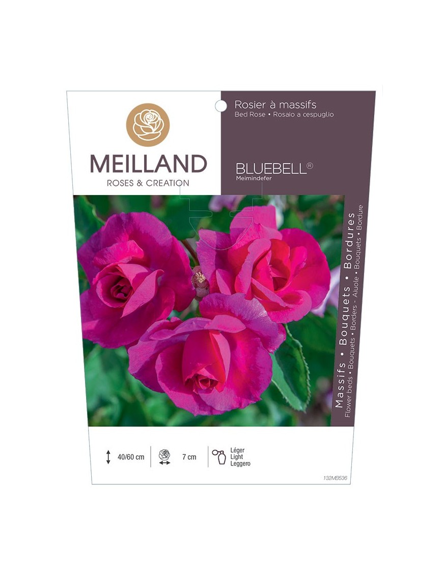Rosier à massifs BLUEBELL ® Meimindefer