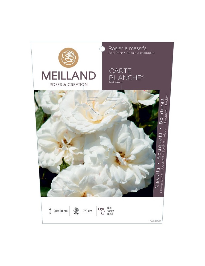 Rosier à massifs CARTE BLANCHE ® Meibarum