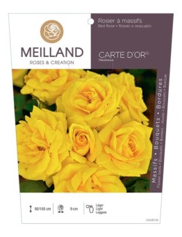 Rosier à massifs CARTE D'OR ® Meidresia