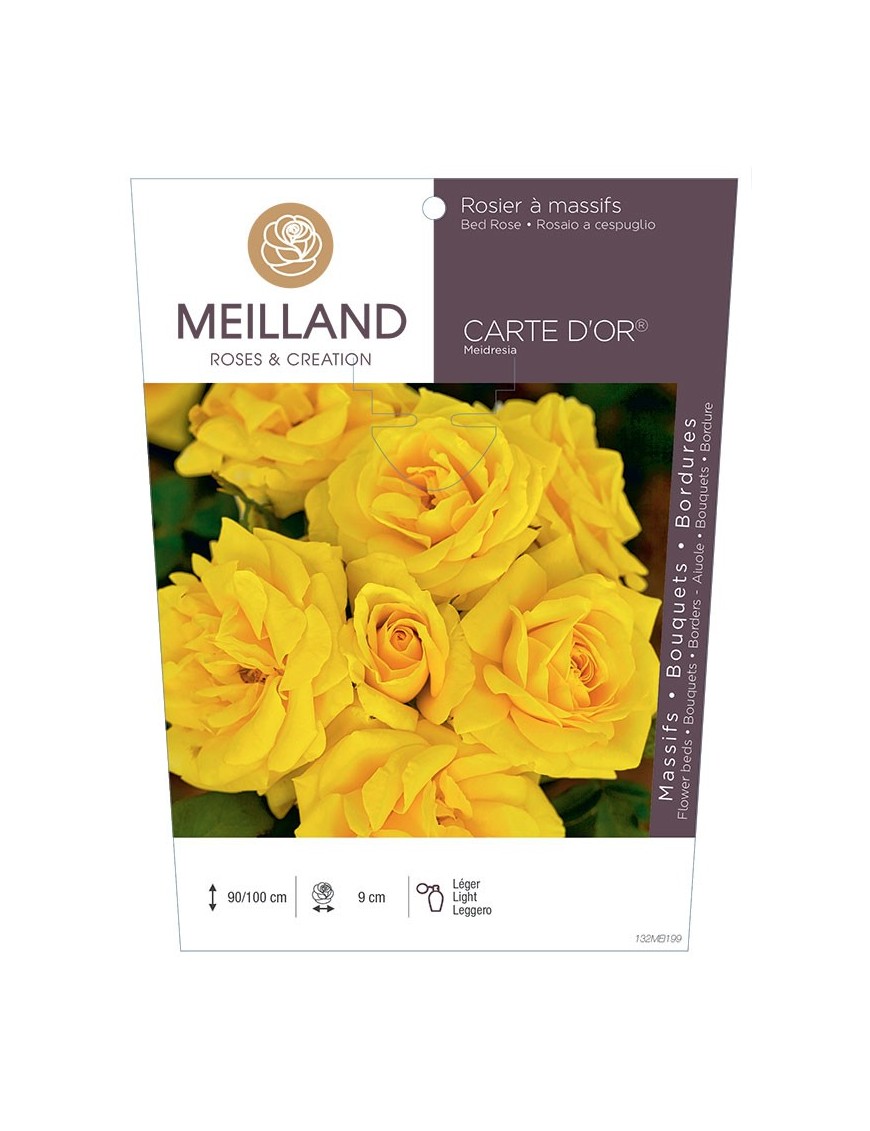 Rosier à massifs CARTE D'OR ® Meidresia