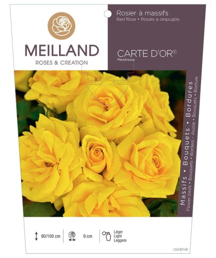 Rosier à massifs CARTE D'OR ® Meidresia