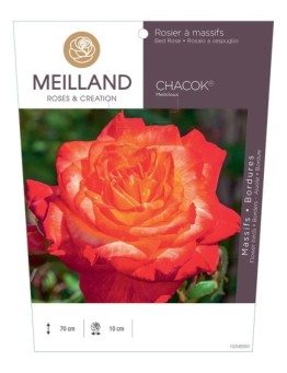 Rosier à massifs CHACOK ® Meilcloux