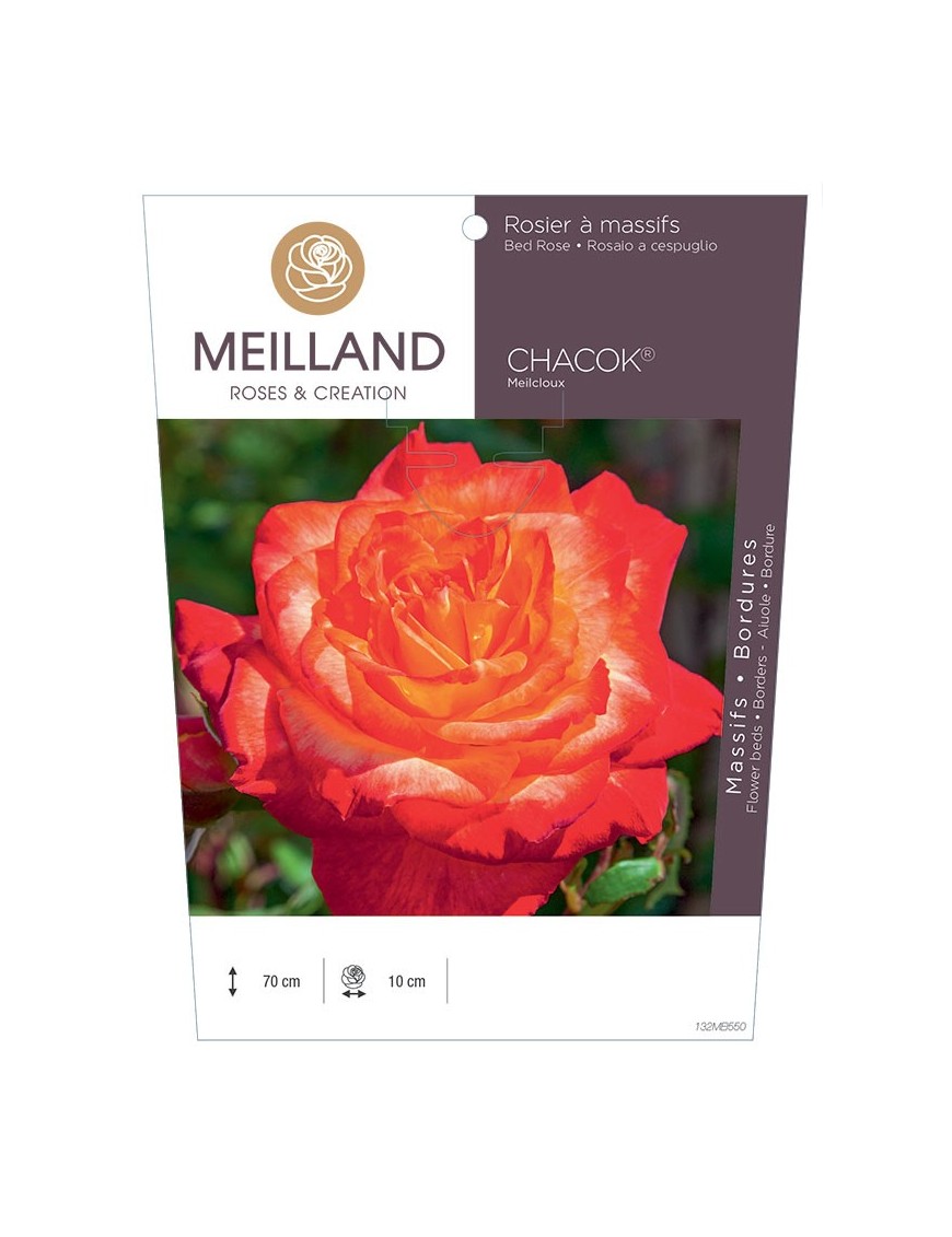 Rosier à massifs CHACOK ® Meilcloux