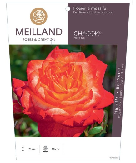 Rosier à massifs CHACOK ® Meilcloux