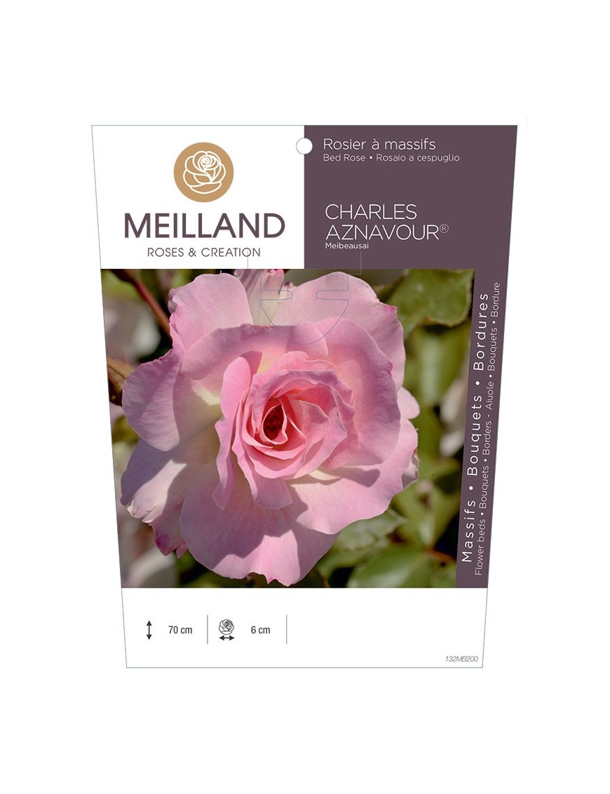 Rosier à massifs CHARLES AZNAVOUR ® Meibeausai