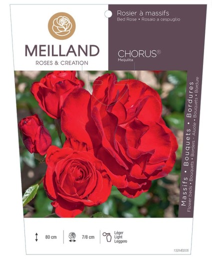Rosier à massifs CHORUS ® Meijulita