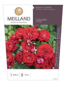 Rosier à massifs COLUCHE ® Meitrainaz