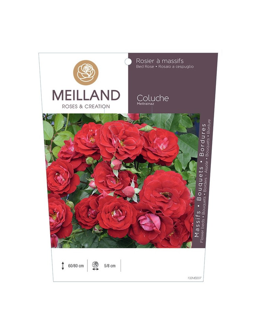 Rosier à massifs COLUCHE ® Meitrainaz