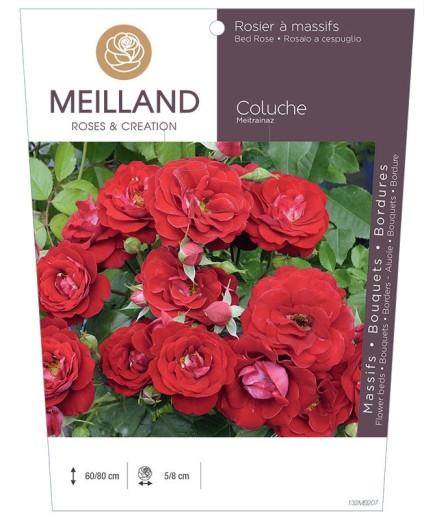 Rosier à massifs COLUCHE ® Meitrainaz