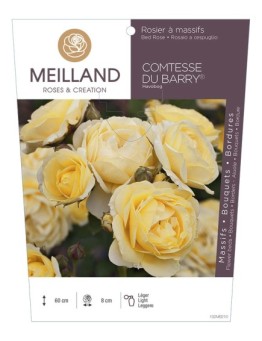 Rosier à massifs COMTESSE DU BARRY® Havobog