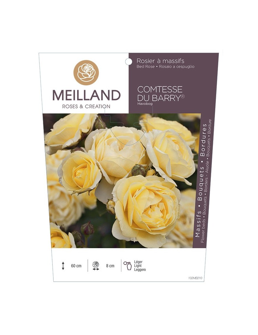 Rosier à massifs COMTESSE DU BARRY® Havobog