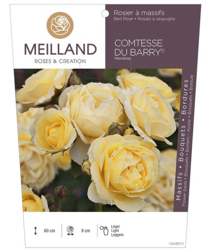 Rosier à massifs COMTESSE DU BARRY® Havobog