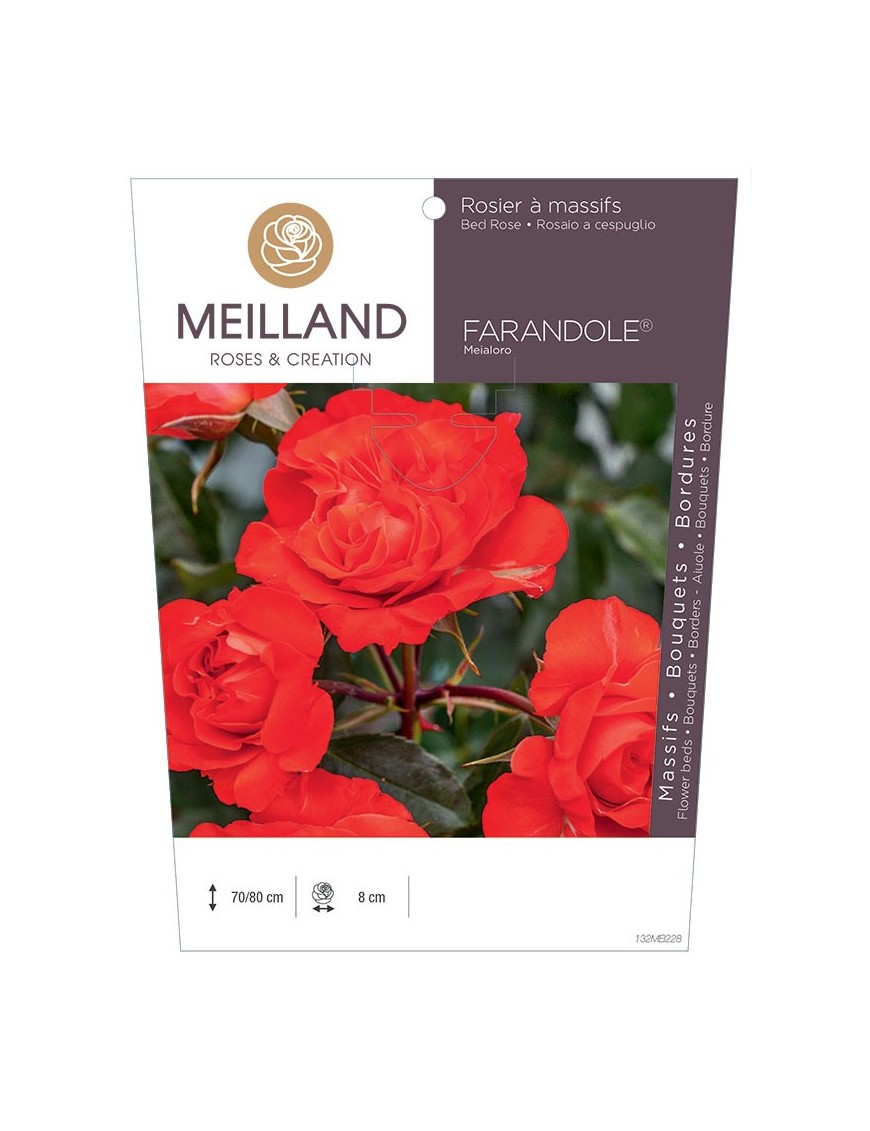 Rosier à massifs FARANDOLE ® Meialoro