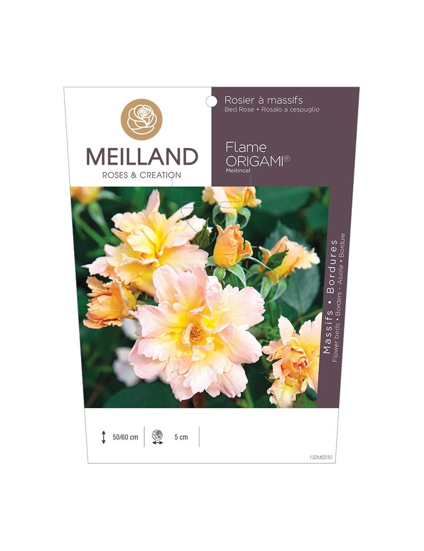 Rosier à massifs FLAME ORIGAMI ® Meitincel