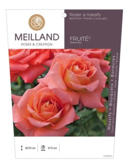 Rosier à massifs FRUITÉ ® Meifructoz