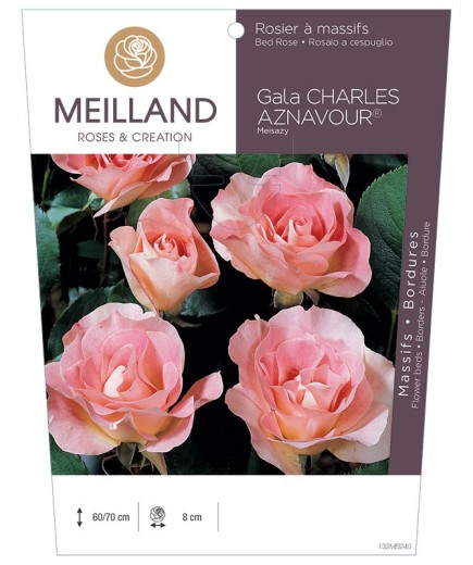 Rosier à massifs Gala CHARLES AZNAVOUR ® Meisazy