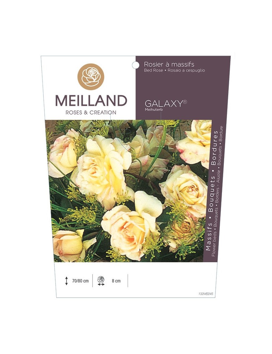 Rosier à massifs GALAXY® Meihuterb