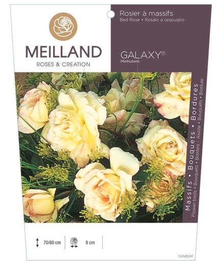 Rosier à massifs GALAXY® Meihuterb