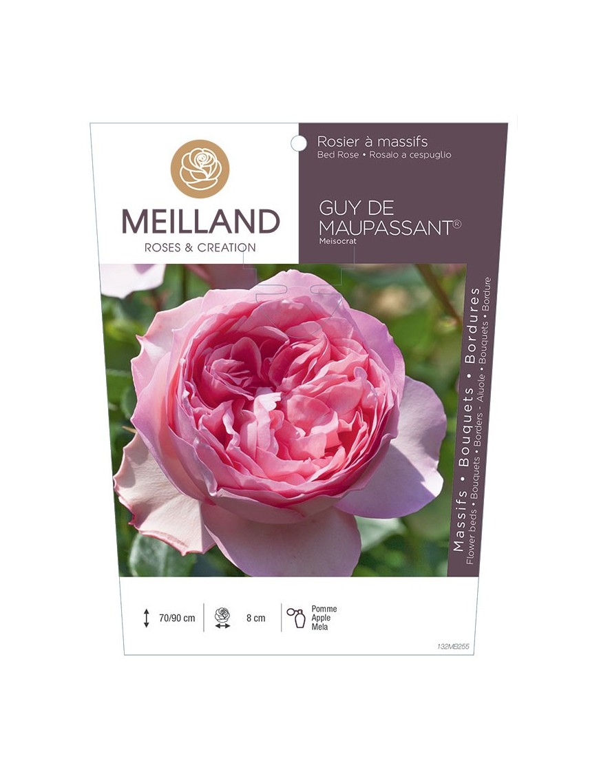 Rosier à massifs GUY DE MAUPASSANT ® Meisocrat
