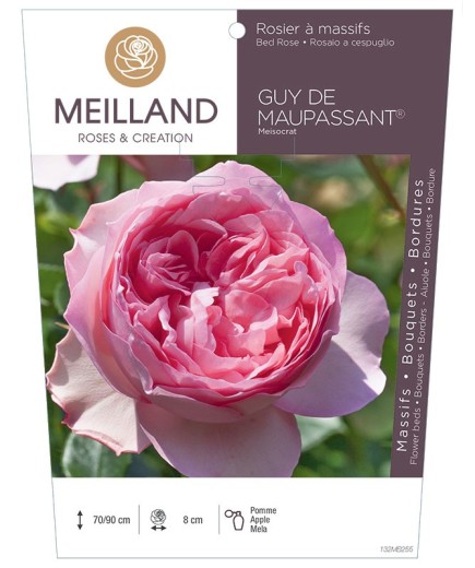 Rosier à massifs GUY DE MAUPASSANT ® Meisocrat
