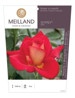 Rosier à massifs GYPSY ® Kiboh