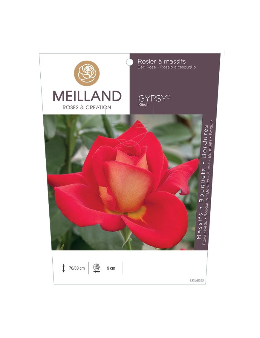 Rosier à massifs GYPSY ® Kiboh